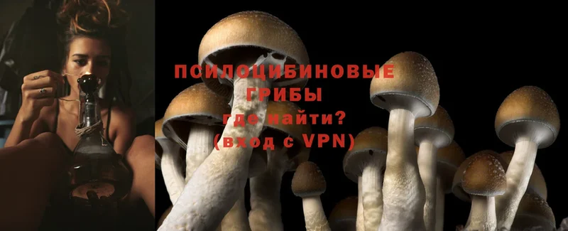 блэк спрут онион  Инта  Галлюциногенные грибы Psilocybine cubensis  что такое  